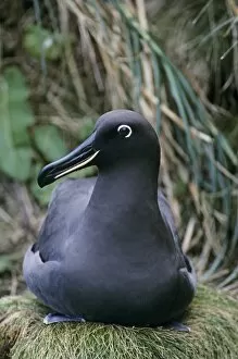 Sooty albatross on nest