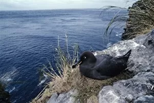 Sooty albatross on nest incubating