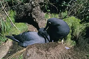 Sooty albatross - pair at nest