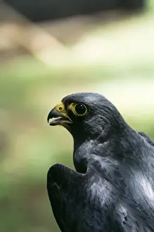 Sooty Falcon