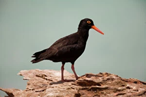 Images Dated 23rd October 2006: Sooty Oystercatcher - An uncommon marine species favouring undisturbed areas with rocks