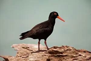 Sooty Oystercatcher - An uncommon marine species favouring undisturbed areas with rocks and wave-cut platforms. May be found right round Australia more commonly in the Bass Strait area. At Roebuck Bay near Broome, Western Australia