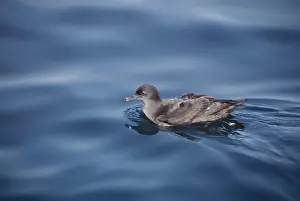 Shearwater Prints: Sooty Shearwater / Muttonbird DH 2205 New Zealand Puffinus griseus © Don Hadden / ARDEA LONDON