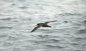 Shearwater Prints: Sooty Shearwater RES 268 In flight over water Puffinus griseus © George Reszeter / ardea