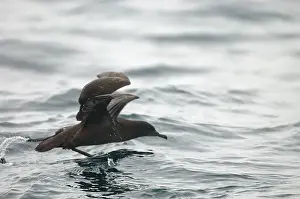 Taking Off Prints: Sooty Shearwater RES 269 Puffinus griseus © George Reszeter / ardea. com