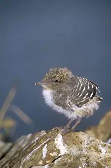Sooty Tern - chick with first wing feathers - Howe Island - New South Wales - Australia