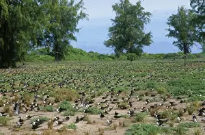 Sooty Tern - colony on ground