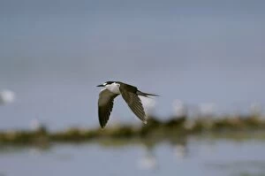 Sooty Tern - in flight