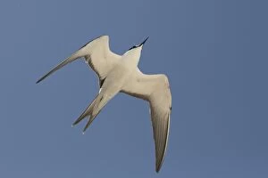 Sooty Tern in flight Michaelmas Cay Great Barrier Ree