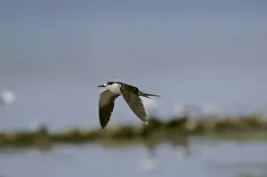 Sooty Tern - in flight - Wales - July