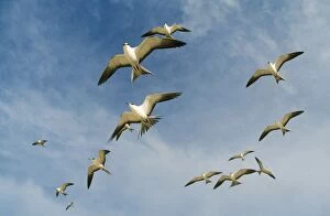 Sooty TERN - flock in flight