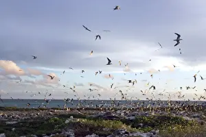 Communities Prints: Sooty Tern - flock in flight. Ile du Lys - Iles Glorieuses - Iles Eparses - Indian ocean