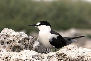 Images Dated 21st April 2005: Sooty Tern. Ile du Lys - Iles Glorieuses - Iles Eparses - Indian ocean
