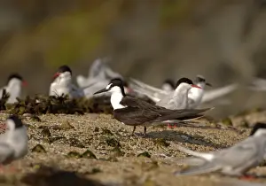 Vagrant Prints: Sooty Tern - stood with Arctic Terns - Wales - July