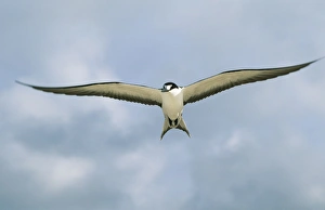 Images Dated 31st January 2011: Sooty Tern WAT 7579 In flight Gygis alba © M. Watson / ardea.com