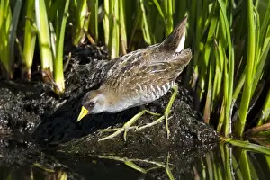 Sora - March - Southern Arizona - USA