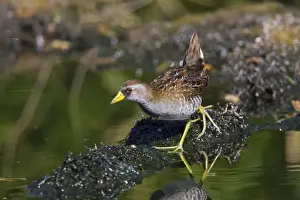 Sora - March - Southern Arizona - USA