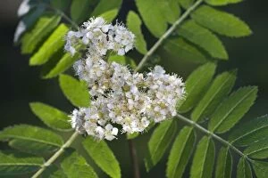 Images Dated 5th May 2011: Sorbus / Rowan Tree with flowers