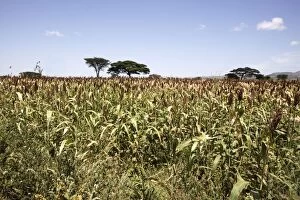 Images Dated 14th August 2005: Sorghum - crop. Gidole - Ethiopia Latin can also be Sorghum vulgare
