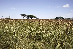 Cereals Prints: Sorghum - crop. Gidole - Ethiopia Latin can also be Sorghum vulgare