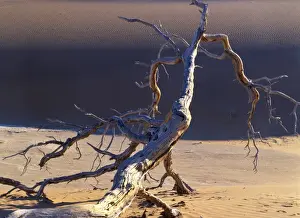 Camelthorn Prints: Sossusvlei dead camelthorn tree in dune namib Sossusvlei