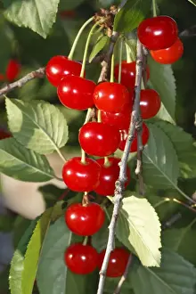 Sour Cherry (Prunus cerasus) or Wild Cherry (Prunus avium). France