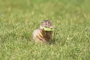 Souslik eating leaf, St. Andra, Austria