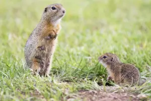 Susliks Prints: Souslik female with young one, St. Andra, Austria