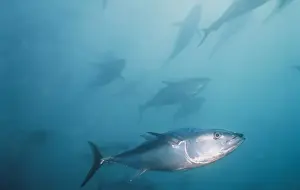 Soutern Bluefin Tuna VT 6972 South Australia Thunnus maccoyii © Ron & Valerie Taylor / ARDEA LONDON