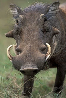 South Africa, Addo National Park, Male Warthog