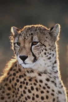 South Africa, Cheetah looking away (Large)