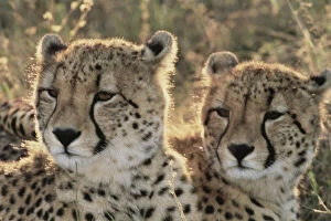 South Africa, Close-up of Cheetahs (Large)