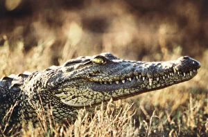 South Africa, Close-Up of crocodile (Large)