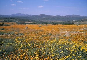 South Africa - daisies (Dimorphotheca sinuata)