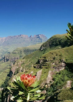 South Africa Gallery: SOUTH AFRICA - Drakensberg. Mountain scene with flowering Protea ruopeliae