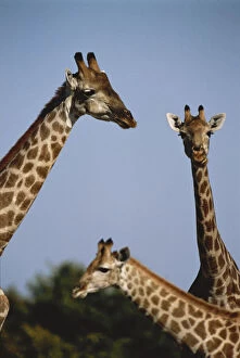 South Africa, Giraffes (Large format sizes)