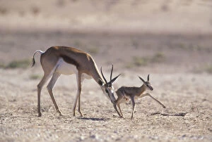 South Africa, Kalahari Gemsbok NP, Springbok