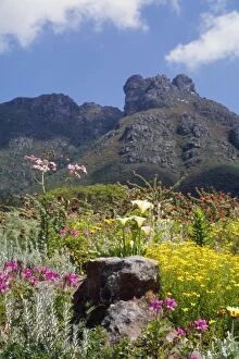 Images Dated 28th December 2006: South Africa Kirstenbosch National Botanical Garden in Cape Town, South Africa