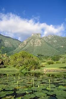 South Africa Kirstenbosch National Botanical Garden in Cape Town, South Africa