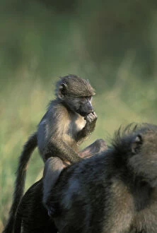 Images Dated 8th August 2012: South Africa, Kruger National Park, Chacma