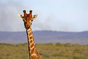 Solitary Gallery: South Africa, Kwandwe. Msai Giraffe in