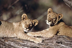 Images Dated 12th June 2014: South Africa, lion cubs (Large format sizes)