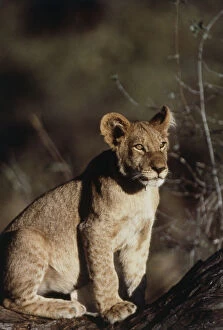 South Africa, Lion sitting on tree trunk