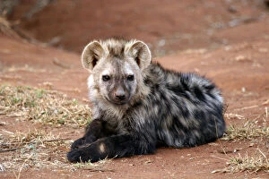 South Africa, Madikwe. Young Spotted Hyena