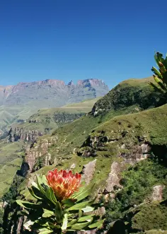 Peaks Prints: South Africa - mountain scene with flowering Protea ruopeliae