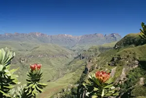 South Africa - mountain scene with flowering Protea ruopeliae. Drakensberg World Heritage site, Kwazulu-Natal