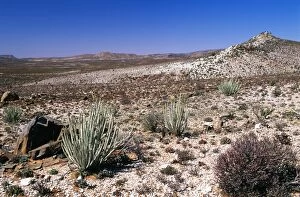 Images Dated 1st February 2005: South Africa Richtersveld National Park