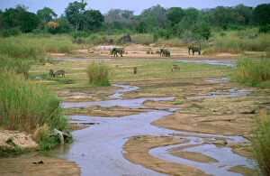 Herds Collection: South Africa - Sabie River with Elephant & Waterbuck Kruger National Park