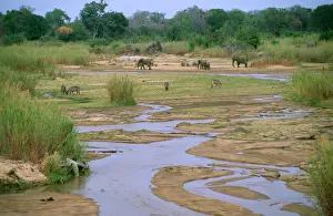 Antelopes Prints: South Africa - Sabie River with Elephant & Waterbuck Kruger National Park