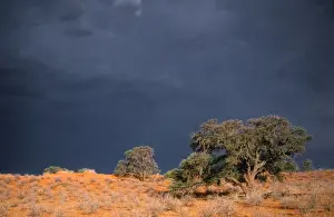 Storms Prints: South Africa - thunderstorm. Red dunes & Camelthorn (Acacia erioloba) Kgalagadi Transfrontier Park